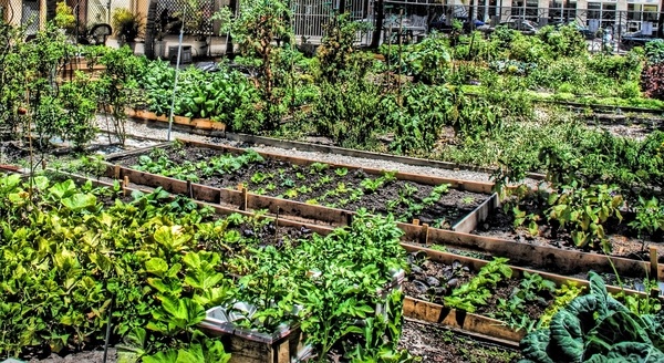 How to Start a Community Garden in Your Neighborhood