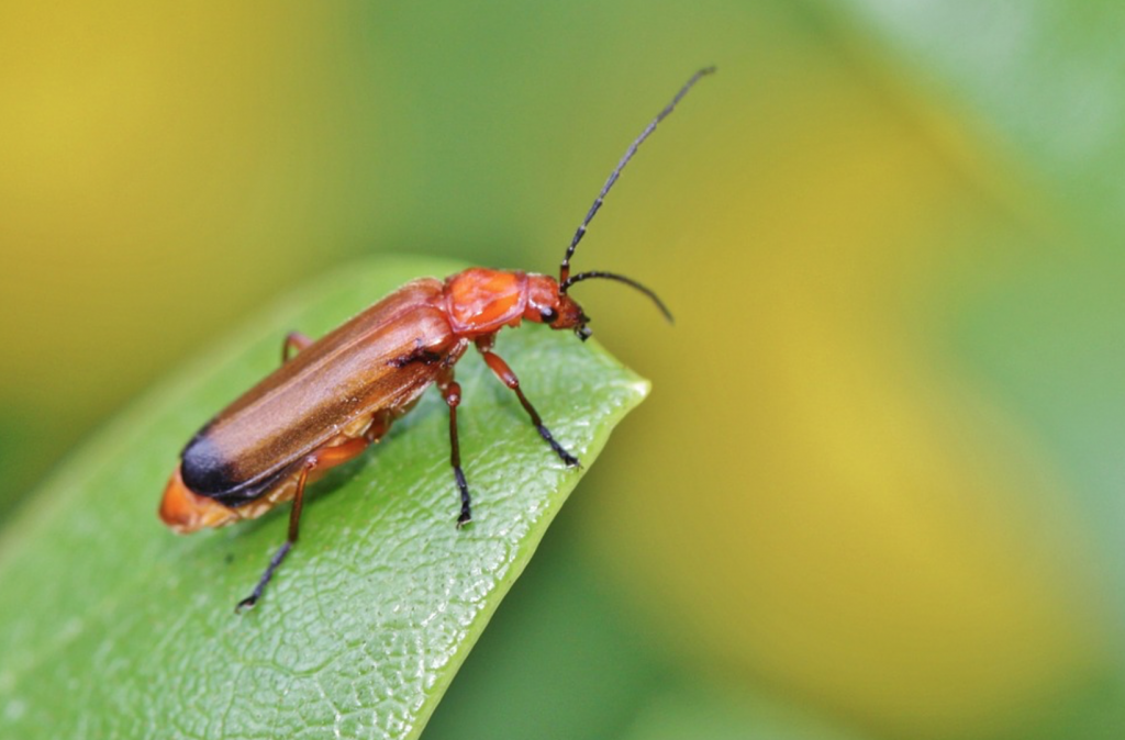 Kids Guide To Beneficial Bugs For The Garden